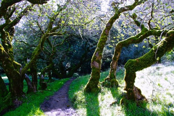 Exhibition:  Wooded Tales of Phantasy — A Photography Series by Troy Stallman